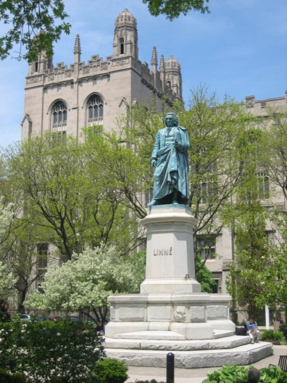 Statue of Linné, University of Chicago